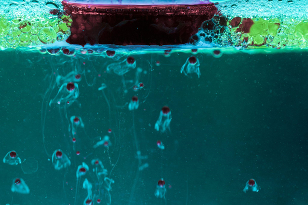 Aquarium Microbiome Management: Stability, Bacteria, and Automation