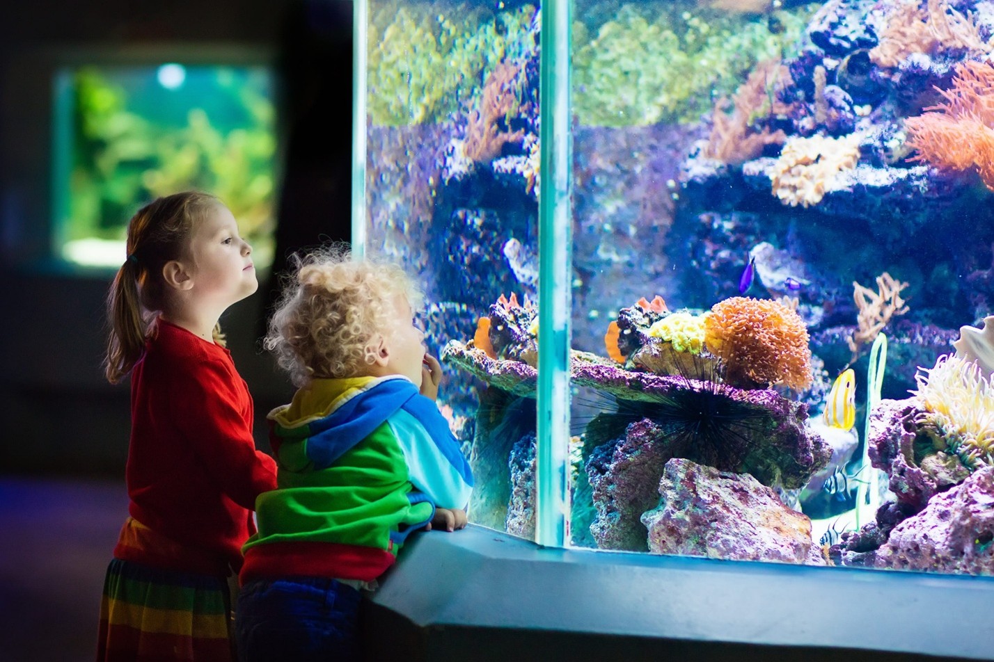 Aquariums Support STEM Learning